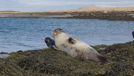 giovani foche del porto dormono e cambiano posizione su vecchie alghe marine vicino all'acqua, islanda