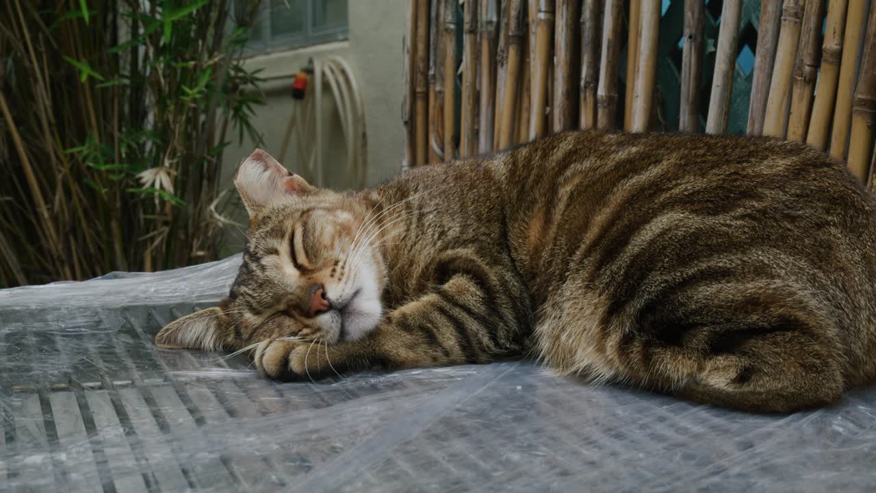 거리에서 방황하는 고양이