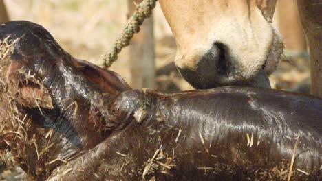 Kuh-Baby-Mutter,-Die-Zum-Ersten-Mal-Lamm-Liebt