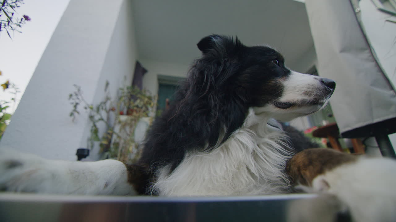 집 테라스에 누워 있는 호주 셰퍼드 개의 낮은 각도 샷