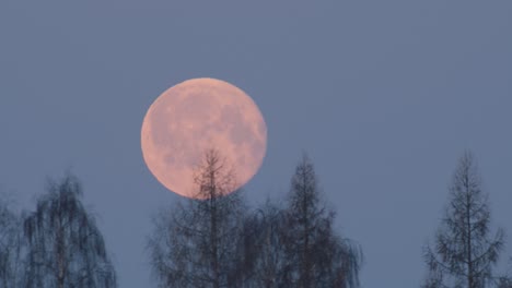 Luna-Puesta-Time-lapse-Detrás-De-Los-árboles