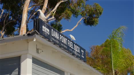 Seagulls-on-a-sign,-in-Dana-Point,-California,-covered-with-bird-poop