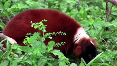 Un-Lémur-Con-Caspa-Roja-Busca-Alimento-En-Los-Arbustos.