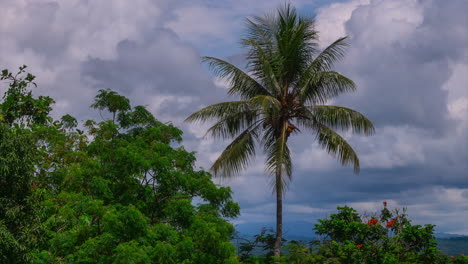 Palme-Kokosnussbaum-Zeitraffer-Wolken-Sonnenschein-Sonnig-Tagsüber-Wewak-Ost-Sepik-Fluss-Provinz-Hauptstadt-Bezirk-Papua-Neuguinea-Tropen-Inseln-Madang-Nordküste-Boutique-Hotel-Grün