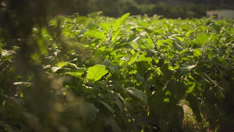 detailed closeup of sunlight shining on leafy green vegetable plant in mediterranean landscape