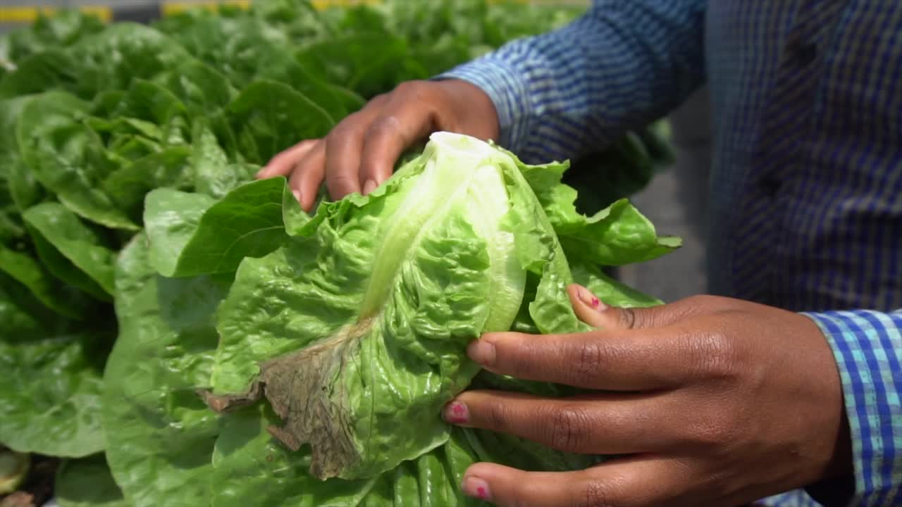 Worker Preparing Cabbage Crop In Southeast Asia Plantation -- 120FPS