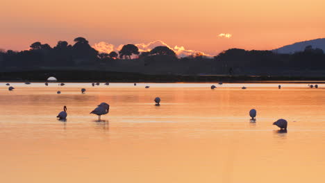 flamencos rosados comiendo y durmiendo durante la puesta de sol en el estanque de barrera
