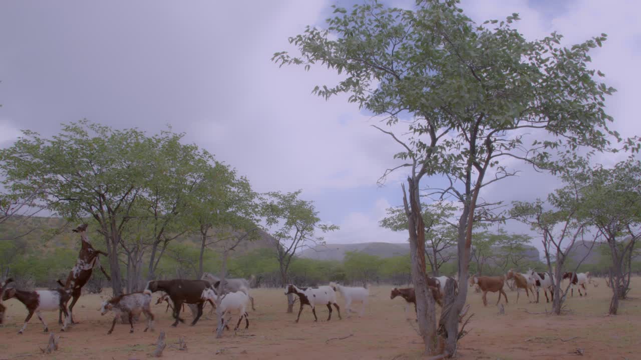 Goats or Boere bokke as they are called in Namibia