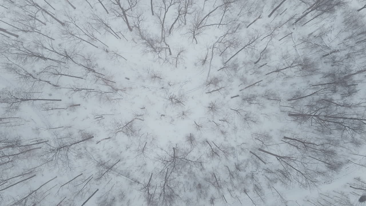 Vista aerea di alberi innevati a Mississauga, Ontario, durante l'inverno
