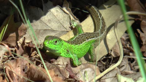 un lagarto de arena macho, el color de la temporada de apareamiento se calienta al sol