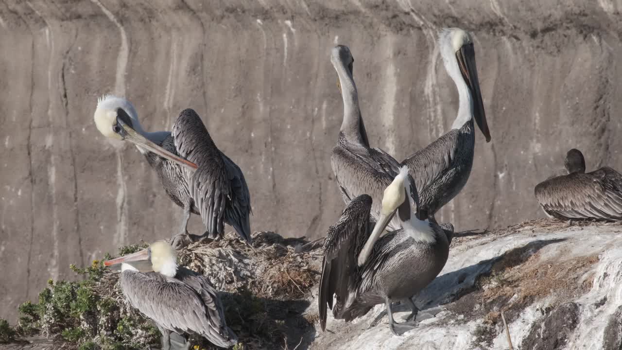 vida silvestre de la costa californiana, pelícanos en una roca tomando el sol y limpiando plumas