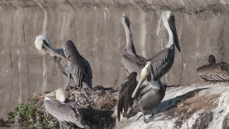 Californian-coast-wildlife,-pelicans-on-a-rock-sunbathing-and-cleaning-feathers