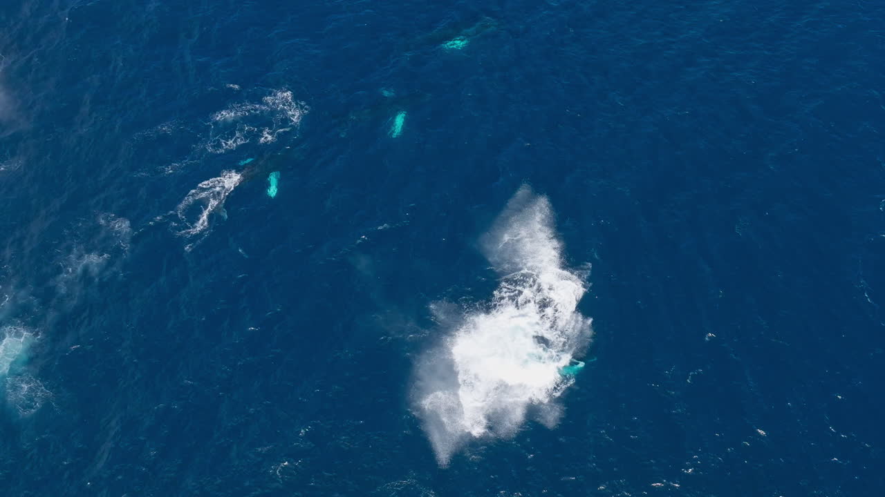 Overhead aerial view of humpback whale breaching among group of rorquals, Samana