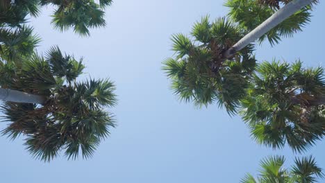 green palm trees spring against clear sky
 pov camera background sunshine. mexico.