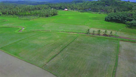 Paddy-field-or-rice-field-at-Kollangode,-Palakkad-District,-Kerala,-South-India,-Beautiful-Landscape-of-Rice-Paddy-Field-and-the-Cloudy-Sky