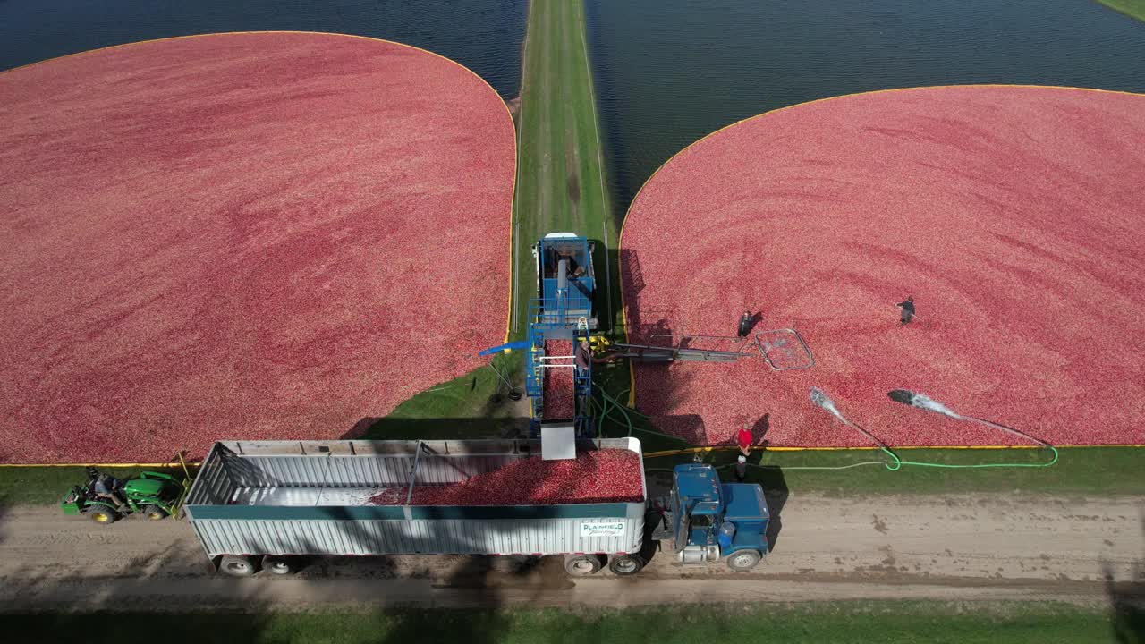 크랜베리 습지 에서, 크랜베리 는 분리기 에  ⁇ 핑 된다