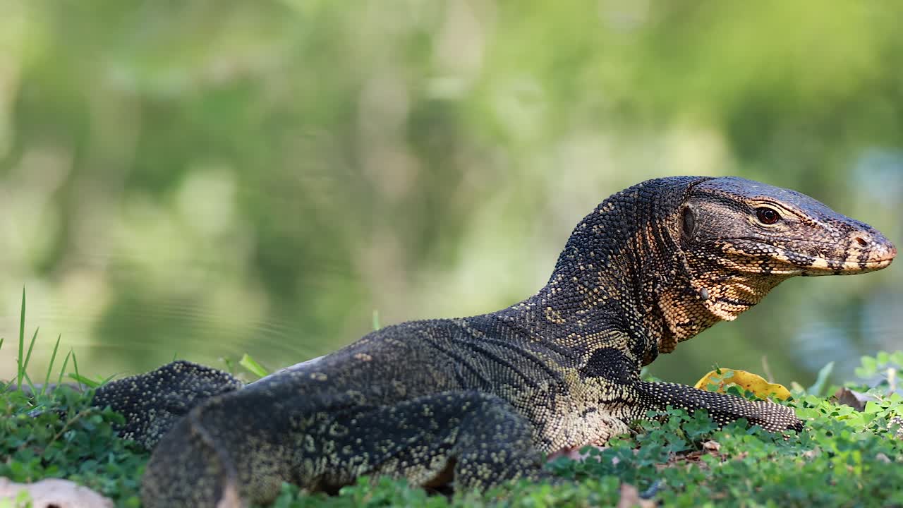 울창한 초록 잔디를 가로질러 움직이는 도마을 모니터
