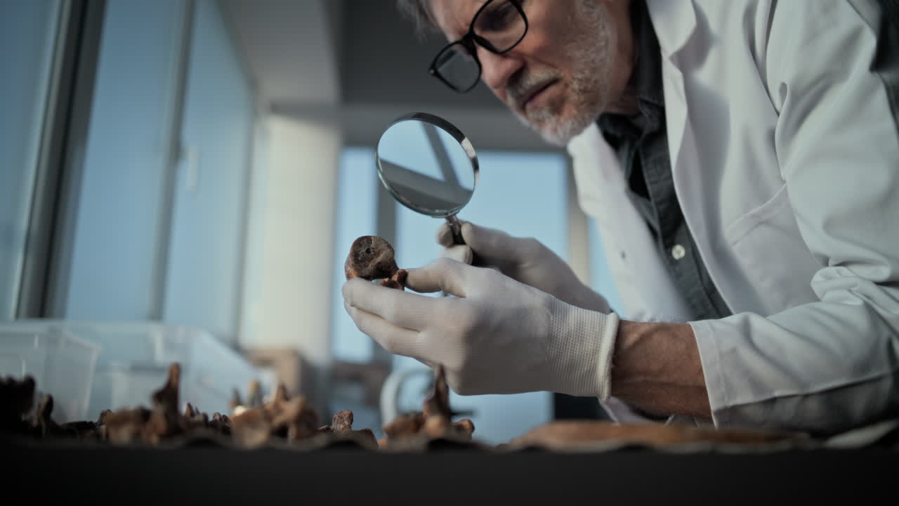 científico examinando huesos antiguos