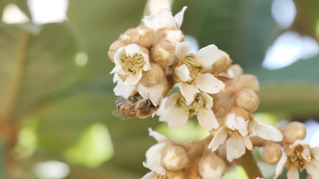 primer plano de una abeja recogiendo polen de una flor