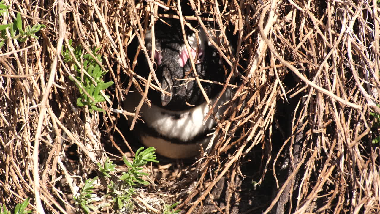 African Penguin Hiding in its Nest