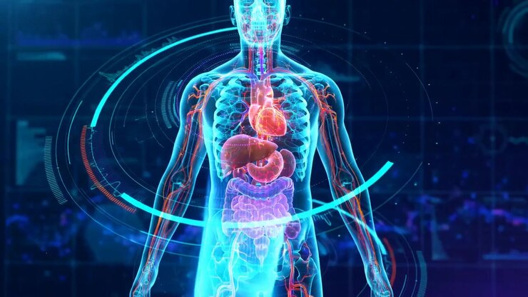 Glowing holographic human body displays the heart, liver, stomach and intestines surrounded by digital rings