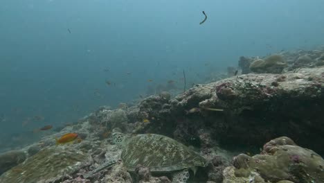 tortuga verde que descansa en un arrecife bajo el mar