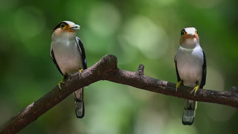 macho a la izquierda y hembra a la derecha mirando alrededor mientras la cámara se aleja, pico de pecho plateado, serilophus lunatus, parque nacional kaeng krachan, tailandia