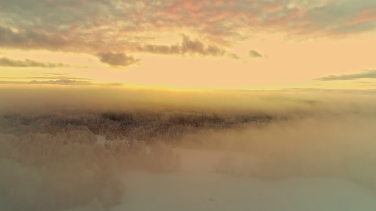 황금시간대 겨울에 침엽수림 위에 안개