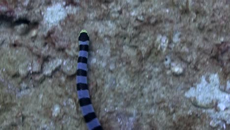 sea snake at koh tao