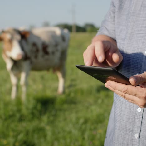 Landwirte-Verwenden-Ein-Tablet-Auf-Der-Weide,-Auf-Der-Eine-Kuh-Grast-5