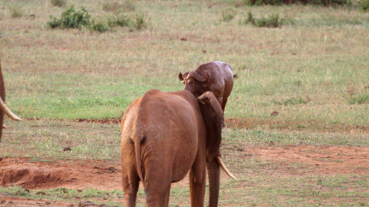 Kenya_Herd of Elephants walk past muddy Cape Buffalo