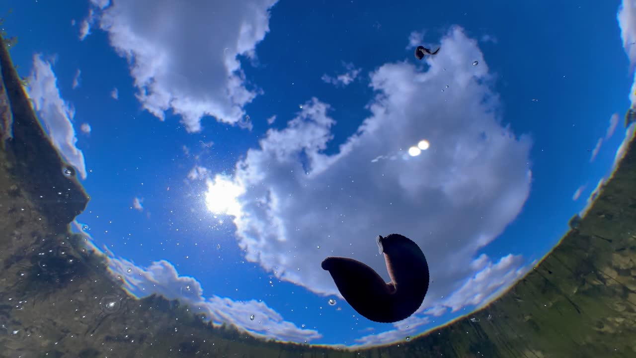 Underwater shot of Horse leech (Haemopis sanguisuga) against the sky.
