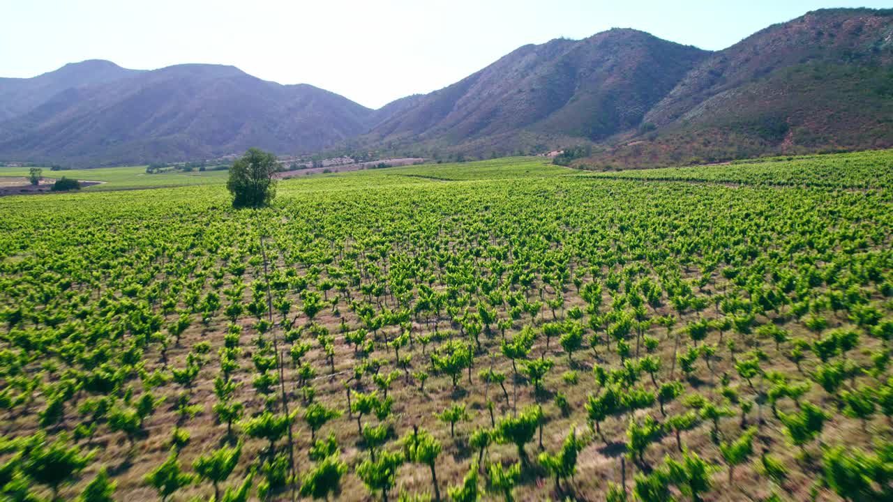 vista aérea sobre el exuberante campo de viñedos hacia las montañas en el valle de casablanca, chile