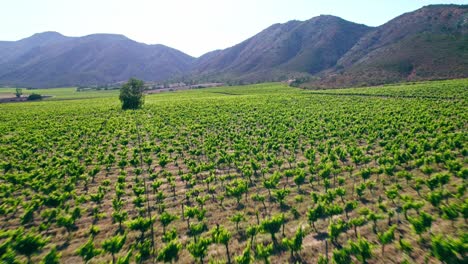 Vista-Aérea-Sobre-El-Exuberante-Campo-De-Viñedos-Hacia-Las-Montañas-En-El-Valle-De-Casablanca,-Chile