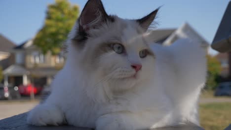 Weiße-Katze-Ruht-Auf-Einer-Holzbank-Vor-Städtischen-Häusern