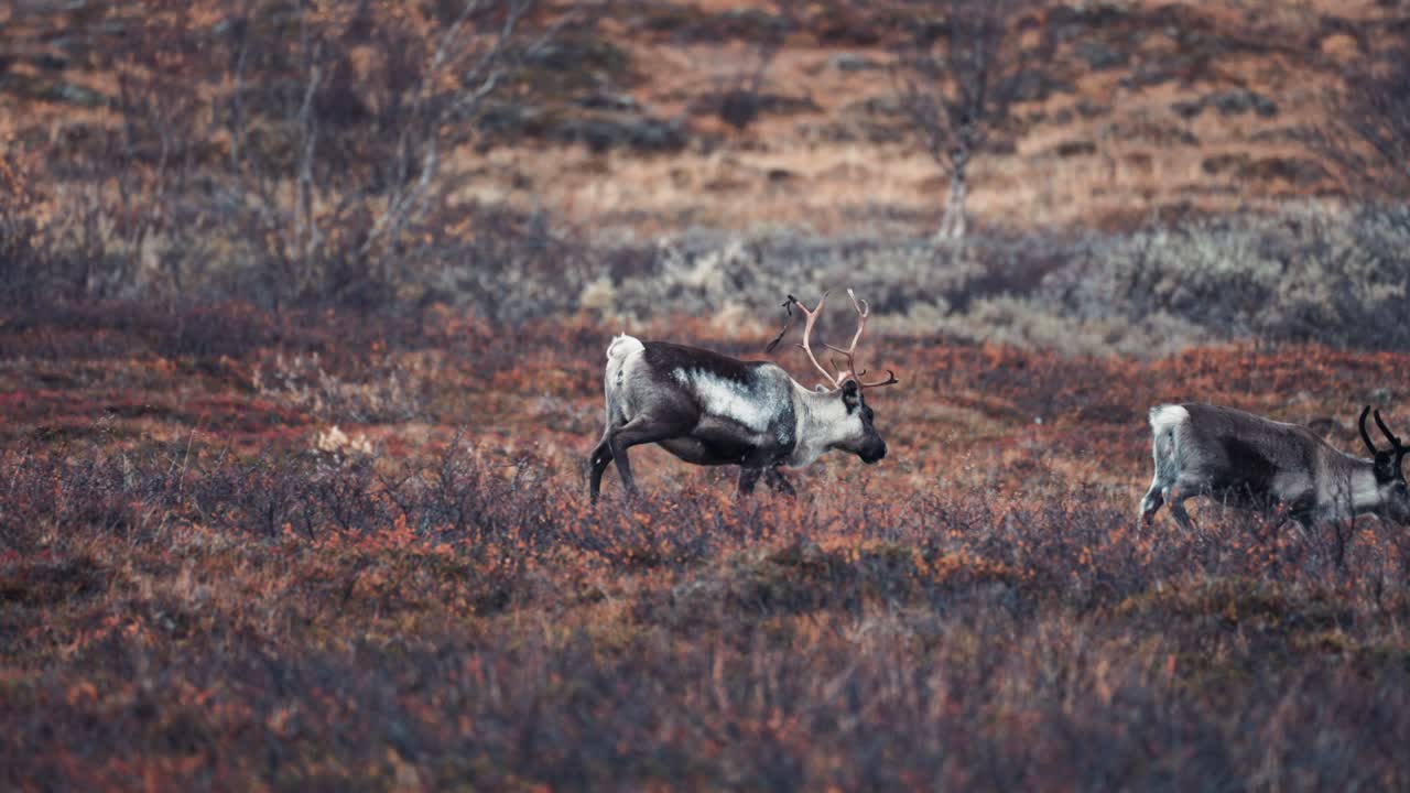 un pequeño grupo de renos en el más a través de la tundra de otoño