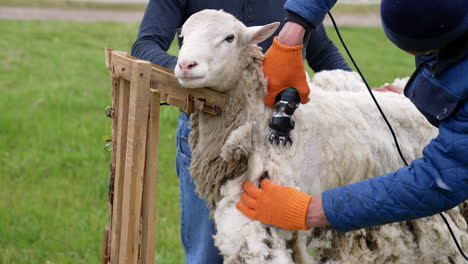 electric mavhine shearing adult sheep for wool production. professional shearer cutting the sheep`s wool.