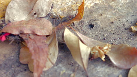 lapso de tiempo de hormigas que salen de la guarida subterránea y hojas secas