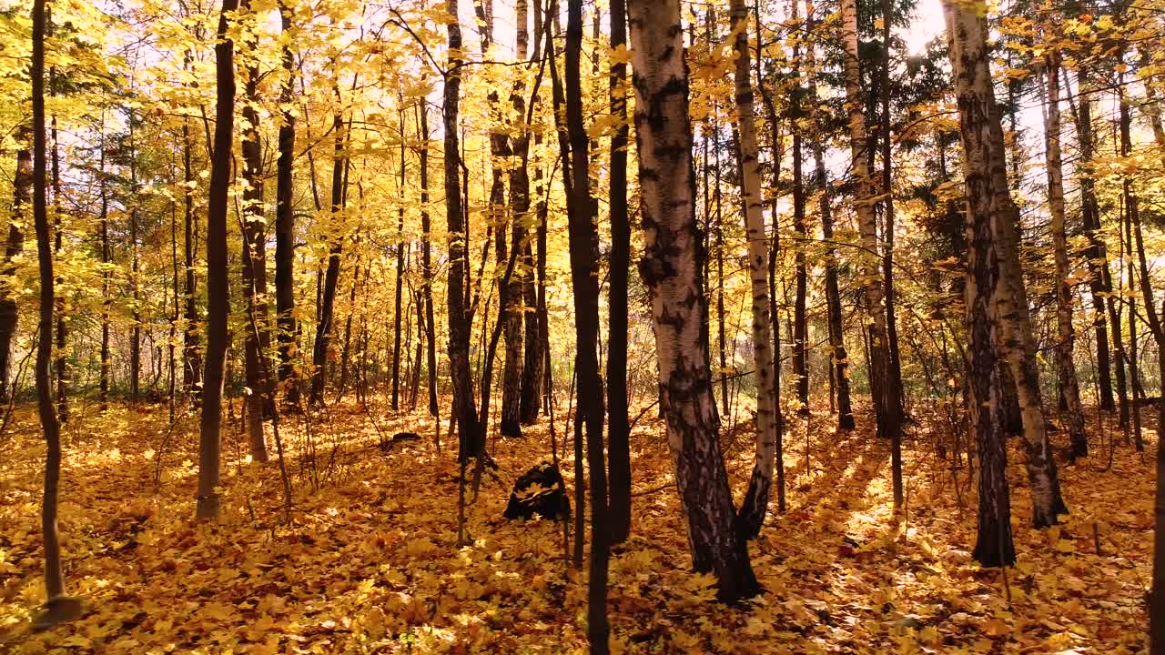 madera de bosque de otoño colorida
