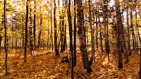 madera de bosque de otoño colorida