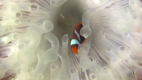 pez payaso nadando anémona blanca que perdió su color debido al blanqueamiento de los corales