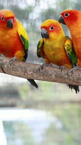 pájaros coloridos interactuando en una rama