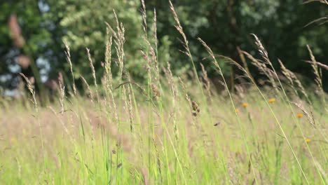 Campo-Lleno-De-Cultivos-De-Cebada-Que-Sopla-Una-Suave-Brisa-En-El-Verano-Británico