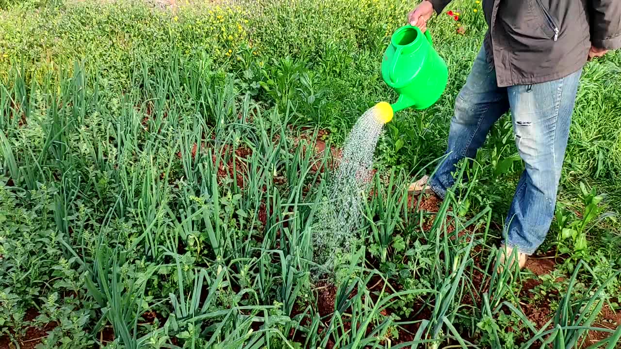 un hombre riega un cuenco de cebolla con una regadera verde
