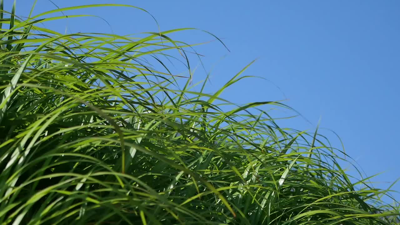 Green Grass against a Blue Sky