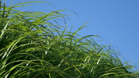 green grass against a blue sky