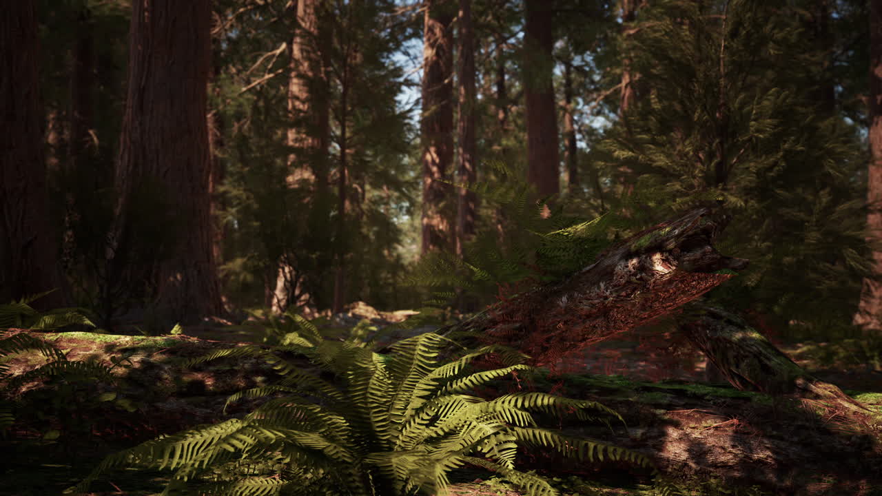 Luce dell'alba tra le sequoie di Mariposa Grove