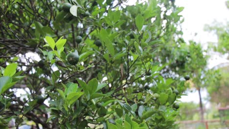 Toma-Panorámica-De-Un-árbol-Que-Crece-Mucho-De-Tilo