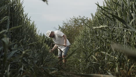 Granjero-Con-Guadaña-En-La-Mano-Tocando-El-Trigo-En-Los-Campos-Y-Caminando-Hacia-La-Cámara,-Vista-De-ángulo-Bajo