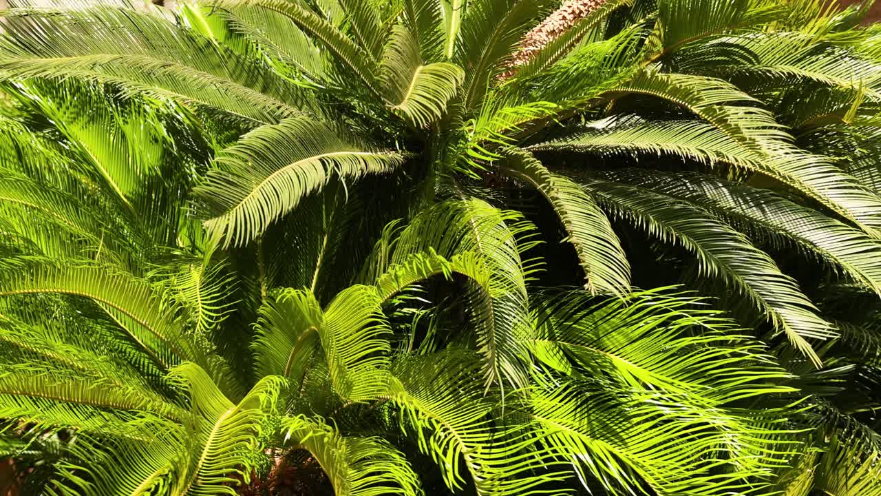 몬테 카를로 에서 흔들리는 푸른  나무 들